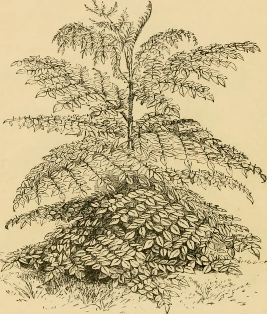 An illustration from The parks and gardens of Paris, considered in relation to the wants of other cities and of the public and private gardens; being notes on a study of Paris gardens, 1878, leaf 63