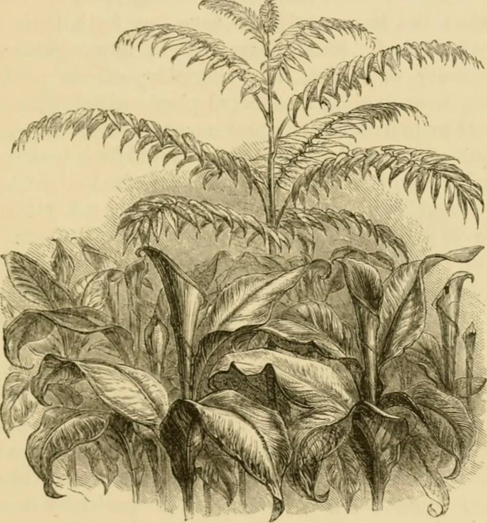 An illustration from The parks and gardens of Paris, considered in relation to the wants of other cities and of the public and private gardens; being notes on a study of Paris gardens, 1878, leaf 64
