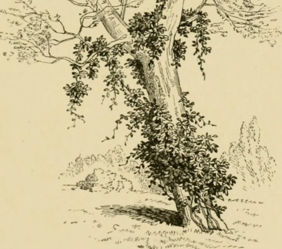 An illustration from The parks and gardens of Paris, considered in relation to the wants of other cities and of the public and private gardens; being notes on a study of Paris gardens, 1878, leaf 70