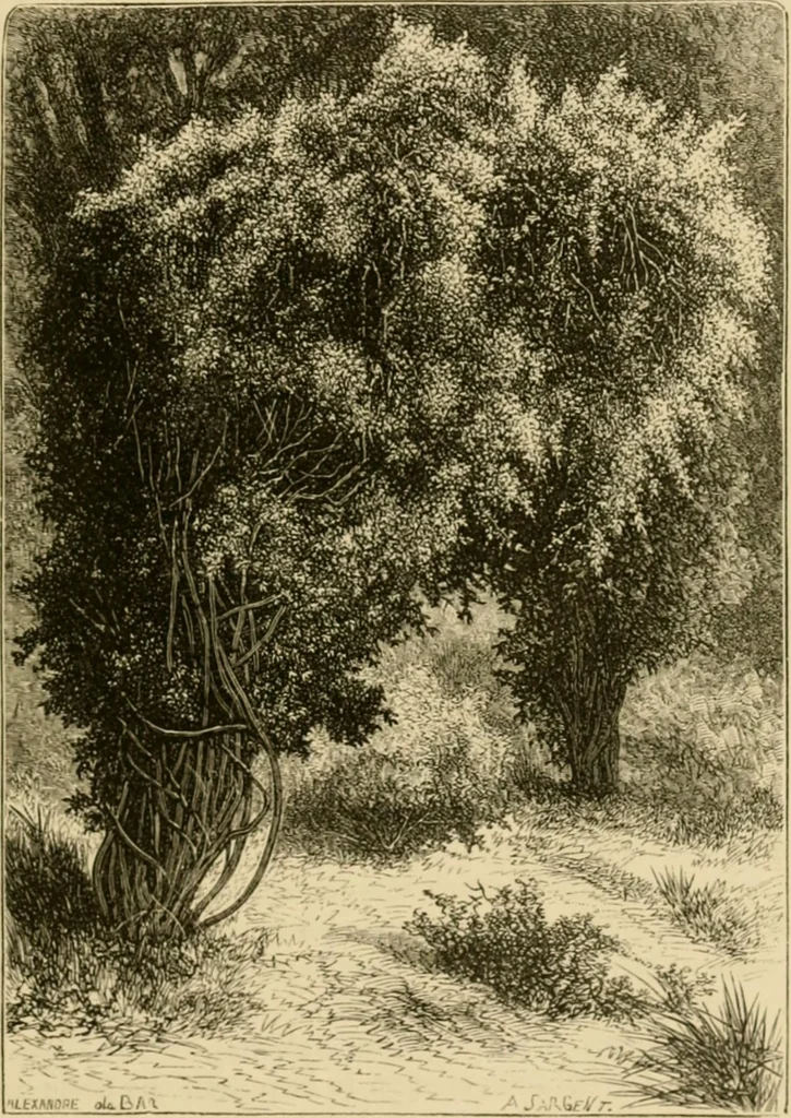 An illustration from The parks and gardens of Paris, considered in relation to the wants of other cities and of the public and private gardens; being notes on a study of Paris gardens, 1878, leaf 72