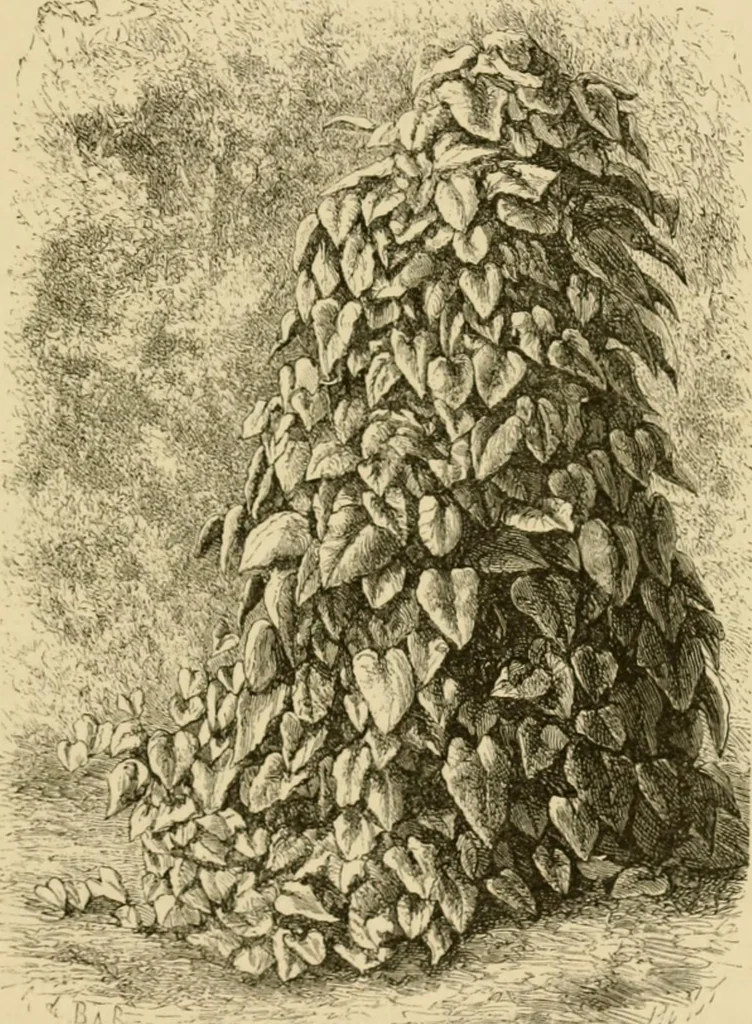 An illustration from The parks and gardens of Paris, considered in relation to the wants of other cities and of the public and private gardens; being notes on a study of Paris gardens, 1878, leaf 82