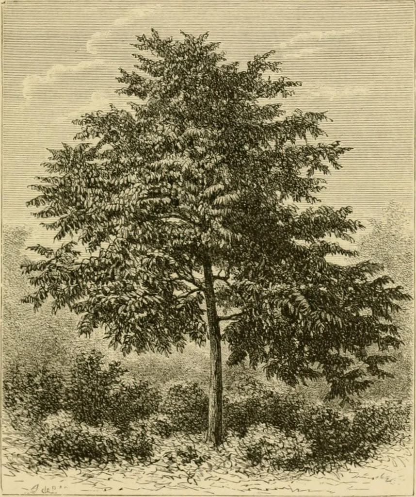 An illustration from The parks and gardens of Paris, considered in relation to the wants of other cities and of the public and private gardens; being notes on a study of Paris gardens, 1878, leaf 84