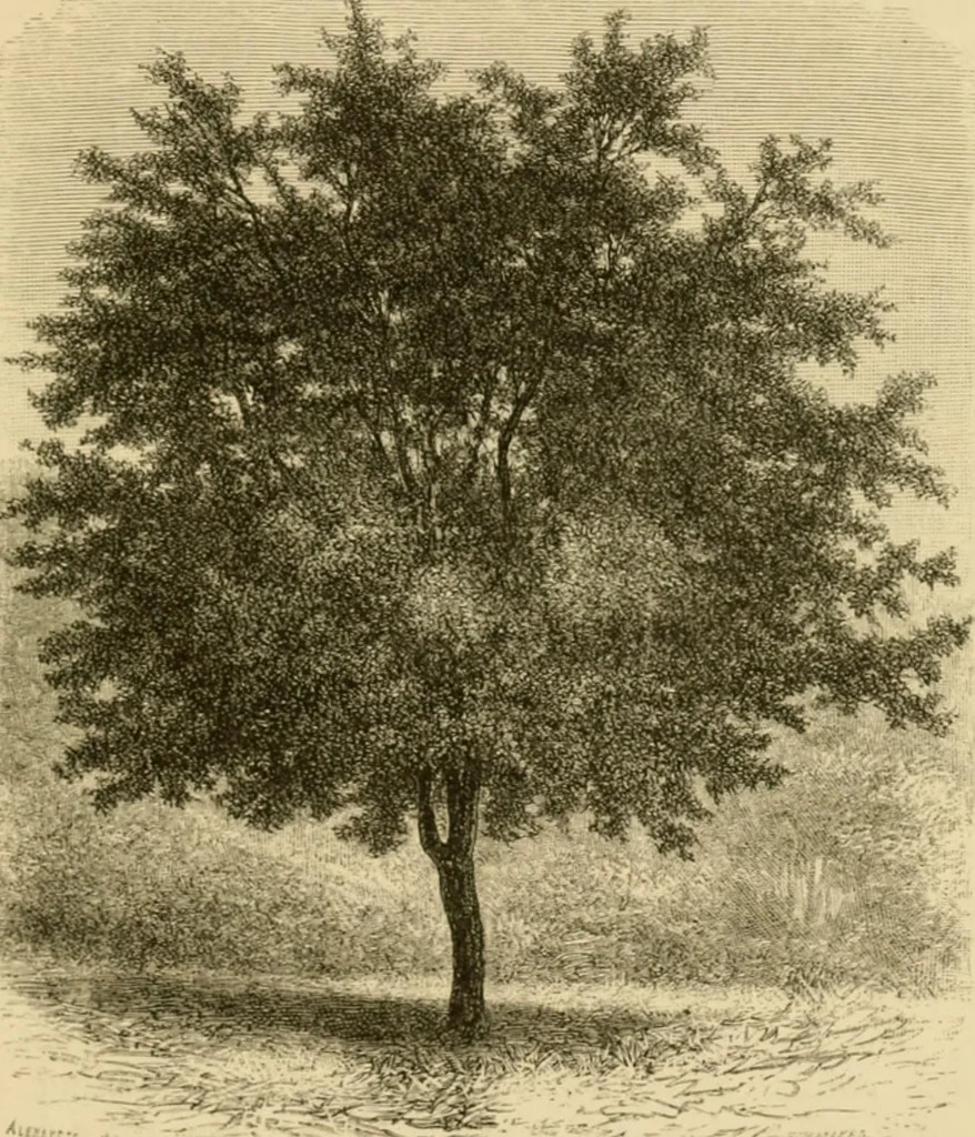An illustration from The parks and gardens of Paris, considered in relation to the wants of other cities and of the public and private gardens; being notes on a study of Paris gardens, 1878, leaf 86