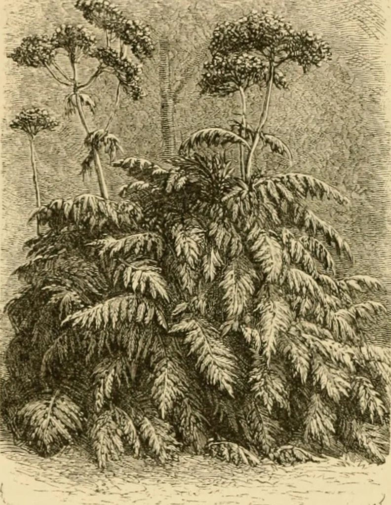 An illustration from The parks and gardens of Paris, considered in relation to the wants of other cities and of the public and private gardens; being notes on a study of Paris gardens, 1878, leaf 89