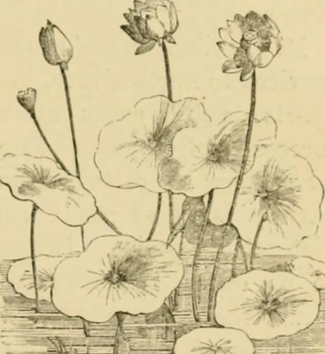 An illustration from The parks and gardens of Paris, considered in relation to the wants of other cities and of the public and private gardens; being notes on a study of Paris gardens, 1878, leaf 90