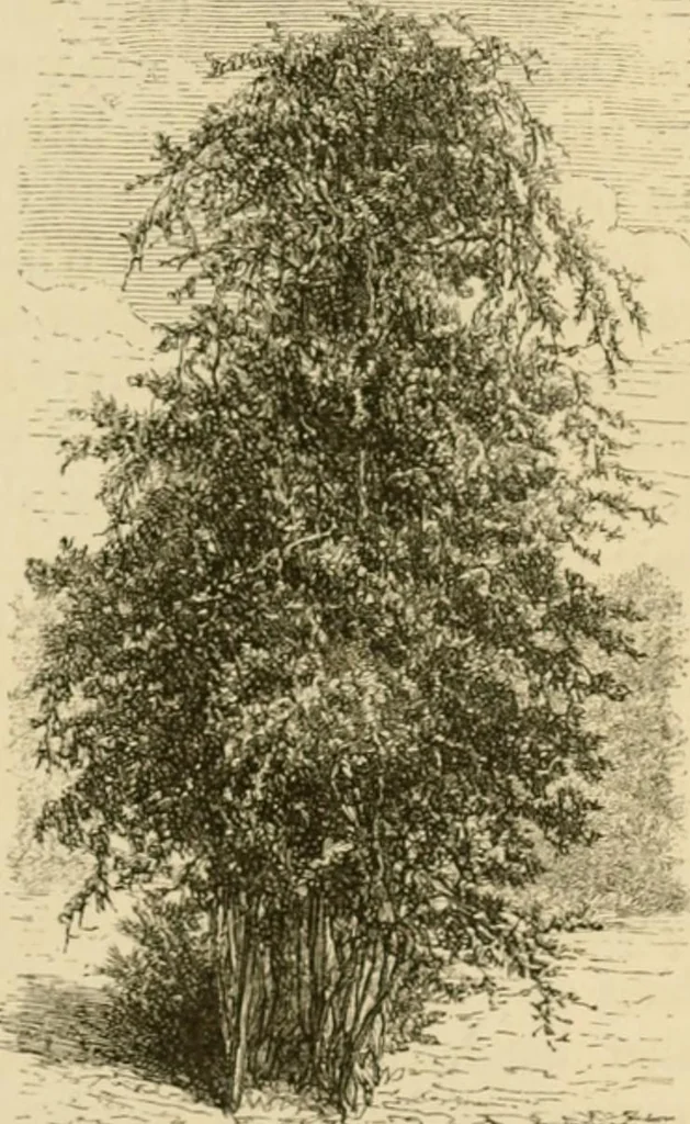 An illustration from The parks and gardens of Paris, considered in relation to the wants of other cities and of the public and private gardens; being notes on a study of Paris gardens, 1878, leaf 92