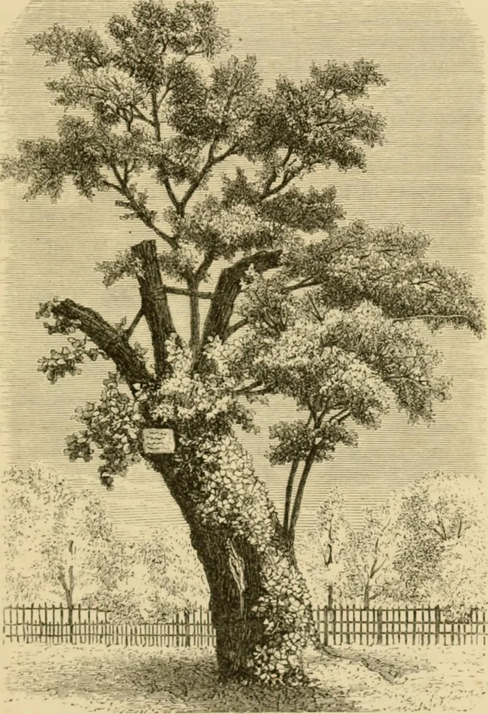 An illustration from The parks and gardens of Paris, considered in relation to the wants of other cities and of the public and private gardens; being notes on a study of Paris gardens, 1878, leaf 94