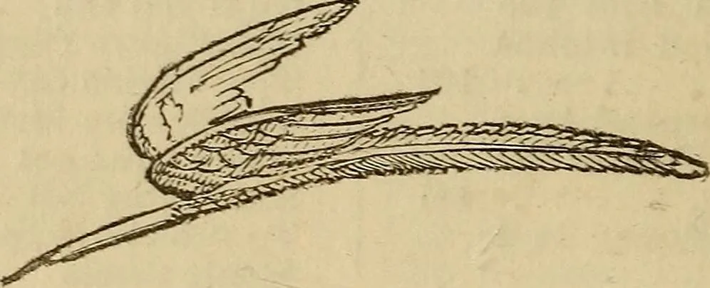 An illustration from Parlour magic, 1838, leaf 19
