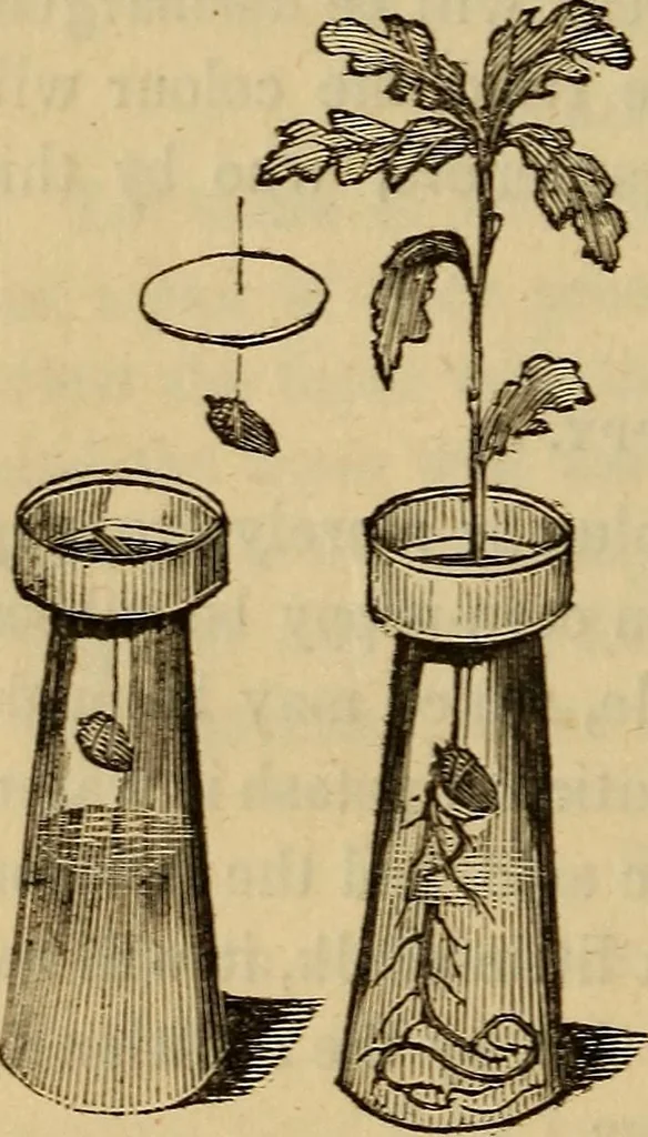 An illustration from Parlour magic, 1838, leaf 25