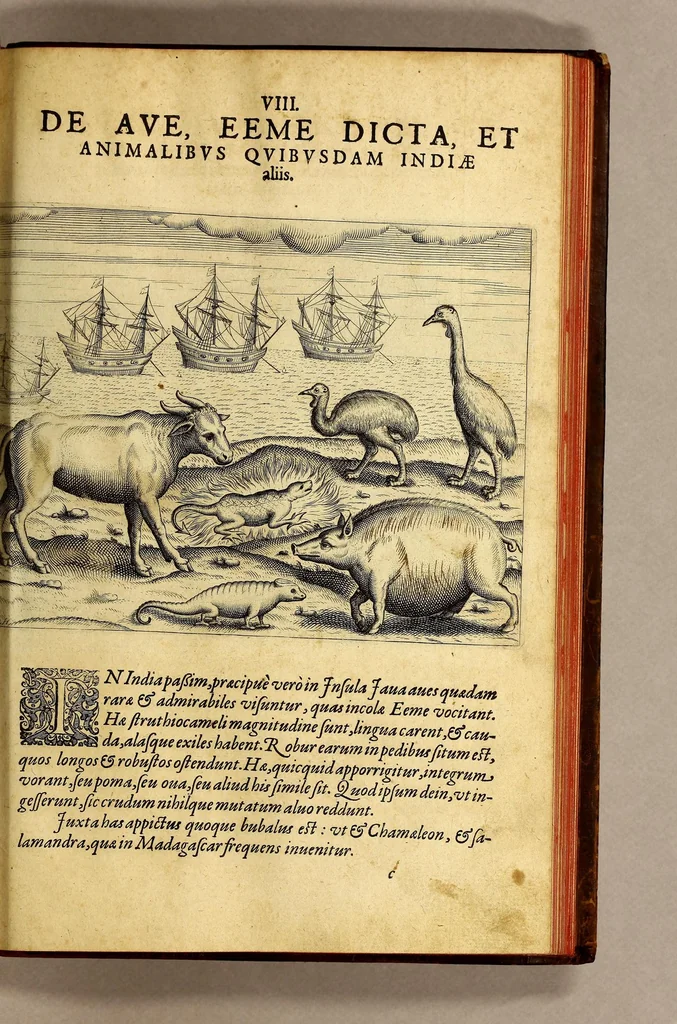 An illustration from Pars quarta Indiae Orientalis: qua primum varij generis animalia, fructus, arbores: item, aromata seu species & materialia: similiter & margarita seu vniones, ac gemmarum species pleraeq[ue]; sicut in India tum effodiantur, tum generentur; quo itidem in censu, pretio & appellatione sint, accuratè describuntur. : Per Ioannem Hugonem Lintschotanum, & nonnullos alios. Descriptioni huic adiectae nonnullibi sunt annotationes clariss. Dn. Bernhardi Paludani Doct. apud Enckhusanos Medici, apprimè vtiles & eruditae. Secundo: nouissima Hollandorum in Indiam Orientalem nauigatio, ad veris anni 1598. introitum suscepta, & quatuor exinde reducibus nauibus mense Iulio An. 1599. confecta, exponitur., 1601, leaf 143
