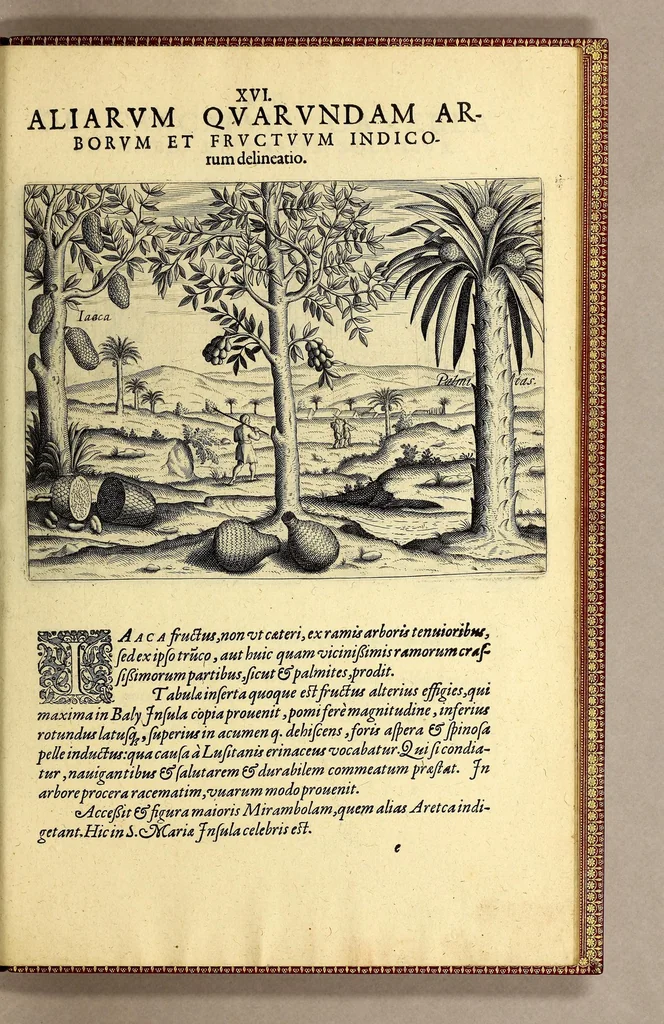An illustration from Pars quarta Indiae Orientalis: qua primum varij generis animalia, fructus, arbores: item, aromata seu species & materialia: similiter & margarita seu vniones, ac gemmarum species pleraeq[ue]; sicut in India tum effodiantur, tum generentur; quo itidem in censu, pretio & appellatione sint, accuratè describuntur. : Per Ioannem Hugonem Lintschotanum, & nonnullos alios. Descriptioni huic adiectae nonnullibi sunt annotationes clariss. Dn. Bernhardi Paludani Doct. apud Enckhusanos Medici, apprimè vtiles & eruditae. Secundo: nouissima Hollandorum in Indiam Orientalem nauigatio, ad veris anni 1598. introitum suscepta, & quatuor exinde reducibus nauibus mense Iulio An. 1599. confecta, exponitur., 1601, leaf 157