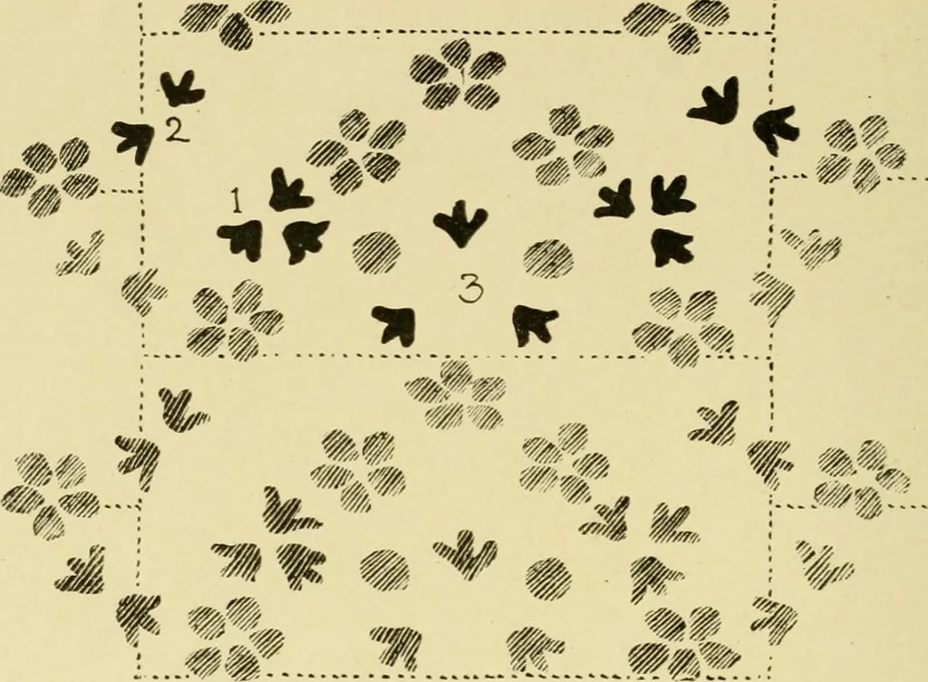An illustration from Pattern design : a book for students treating in a practical way of the anatomy, planning & evolution of repeated ornament, 1915, leaf 205