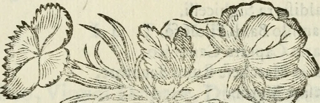 An illustration from Pauli Maccii Emblemata, 1628, leaf 340