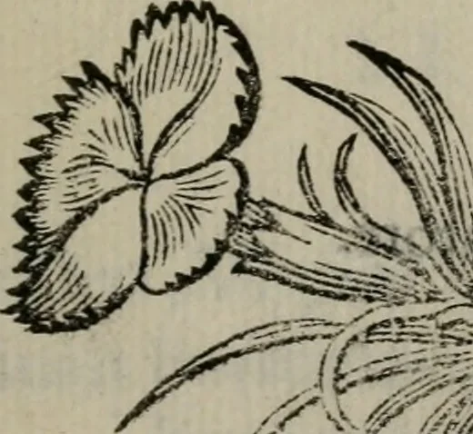 An illustration from Pauli Maccii Emblemata, 1628, leaf 338