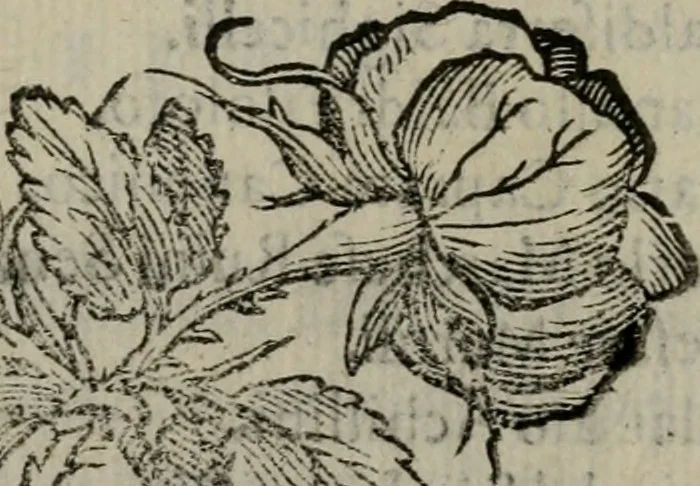 An illustration from Pauli Maccii Emblemata, 1628, leaf 338