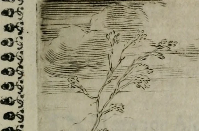 An illustration from Pauli Maccii Emblemata, 1628, leaf 50