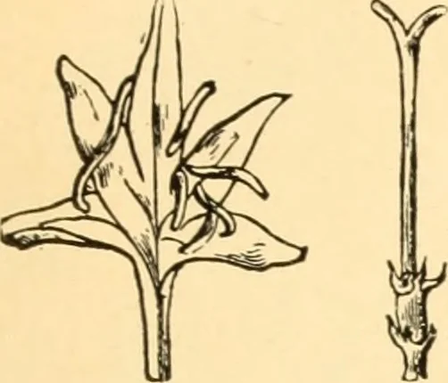 An illustration from The Paul Revere album : containing a complete description of Goss' "Life of Col. Paul Revere," and more than twenty engravings with descriptions of incidents in the life of the hero of the "Midnight ride," April 18, 1775, 1904, leaf 36