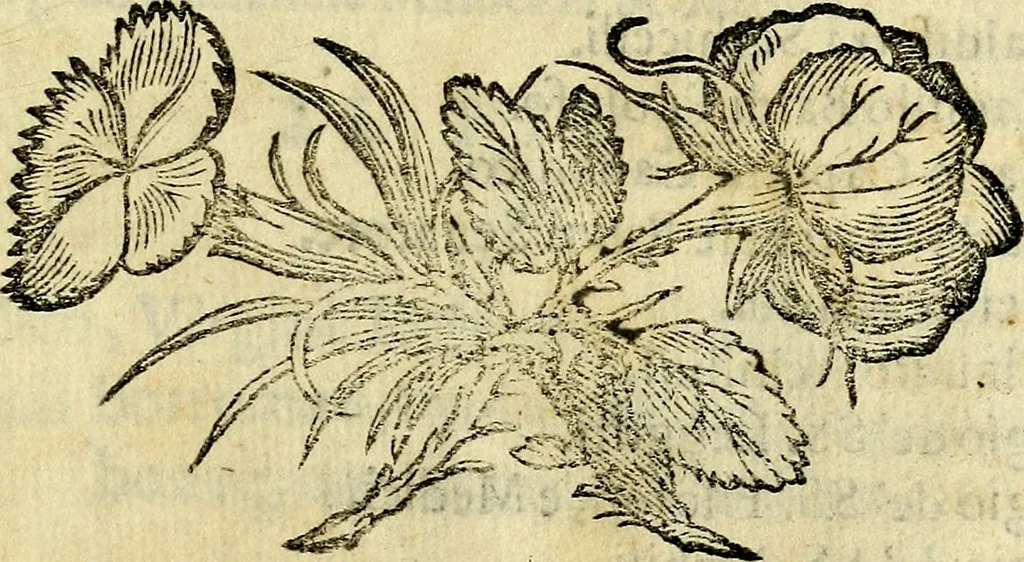 An illustration from Pavli Macii Emblemata .., 1628, leaf 338