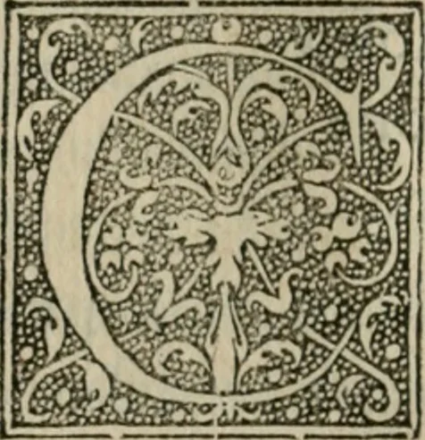 An illustration from P. Bellonii cenomani De arboribus coniferis, resiniferis, aliis quoque nonnullis sempiterna fronde virentibus, cum earundem iconibus ad viuum expressis : item de melle cedrino, cedria, agarico, resinis, & iis quae ex coniferis proficiscuntur, 1553, leaf 141