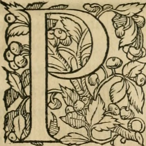 An illustration from P. Bellonii cenomani De arboribus coniferis, resiniferis, aliis quoque nonnullis sempiterna fronde virentibus, cum earundem iconibus ad viuum expressis : item de melle cedrino, cedria, agarico, resinis, & iis quae ex coniferis proficiscuntur, 1553, leaf 152