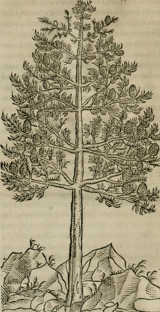 An illustration from P. Bellonii cenomani De arboribus coniferis, resiniferis, aliis quoque nonnullis sempiterna fronde virentibus, cum earundem iconibus ad viuum expressis : item de melle cedrino, cedria, agarico, resinis, & iis quae ex coniferis proficiscuntur, 1553, leaf 163