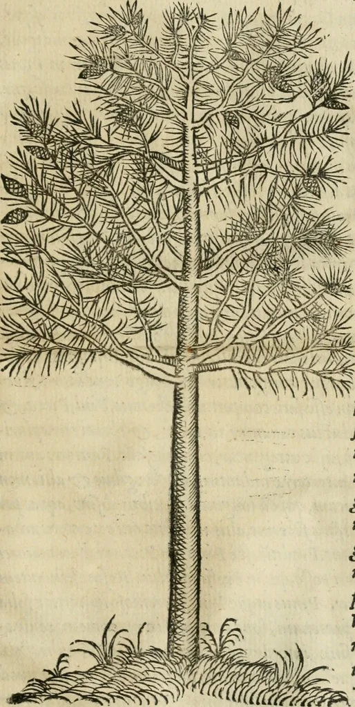 An illustration from P. Bellonii cenomani De arboribus coniferis, resiniferis, aliis quoque nonnullis sempiterna fronde virentibus, cum earundem iconibus ad viuum expressis : item de melle cedrino, cedria, agarico, resinis, & iis quae ex coniferis proficiscuntur, 1553, leaf 188