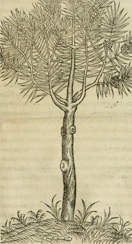 An illustration from P. Bellonii cenomani De arboribus coniferis, resiniferis, aliis quoque nonnullis sempiterna fronde virentibus, cum earundem iconibus ad viuum expressis : item de melle cedrino, cedria, agarico, resinis, & iis quae ex coniferis proficiscuntur, 1553, leaf 190