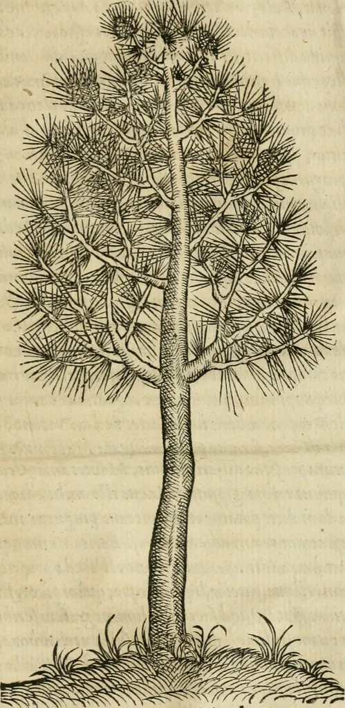 An illustration from P. Bellonii cenomani De arboribus coniferis, resiniferis, aliis quoque nonnullis sempiterna fronde virentibus, cum earundem iconibus ad viuum expressis : item de melle cedrino, cedria, agarico, resinis, & iis quae ex coniferis proficiscuntur, 1553, leaf 194