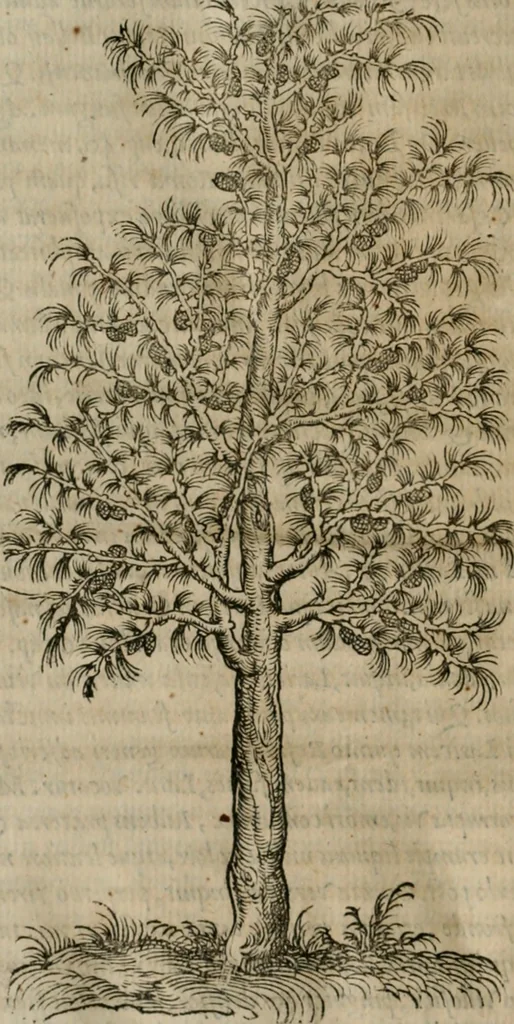 An illustration from P. Bellonii cenomani De arboribus coniferis, resiniferis, aliis quoque nonnullis sempiterna fronde virentibus, cum earundem iconibus ad viuum expressis : item de melle cedrino, cedria, agarico, resinis, & iis quae ex coniferis proficiscuntur, 1553, leaf 201