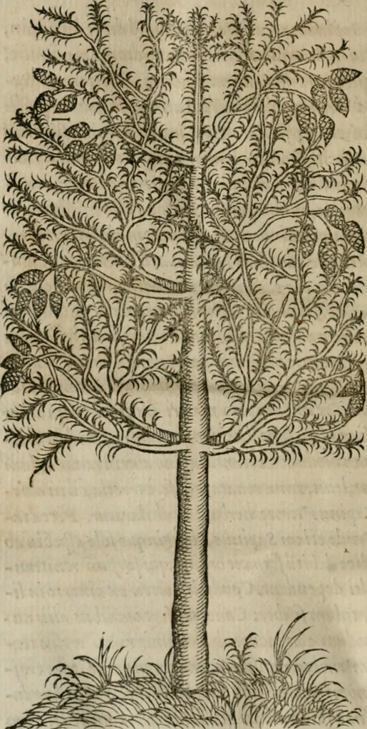 An illustration from P. Bellonii cenomani De arboribus coniferis, resiniferis, aliis quoque nonnullis sempiterna fronde virentibus, cum earundem iconibus ad viuum expressis : item de melle cedrino, cedria, agarico, resinis, & iis quae ex coniferis proficiscuntur, 1553, leaf 205