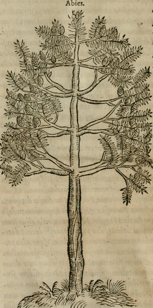 An illustration from P. Bellonii cenomani De arboribus coniferis, resiniferis, aliis quoque nonnullis sempiterna fronde virentibus, cum earundem iconibus ad viuum expressis : item de melle cedrino, cedria, agarico, resinis, & iis quae ex coniferis proficiscuntur, 1553, leaf 207