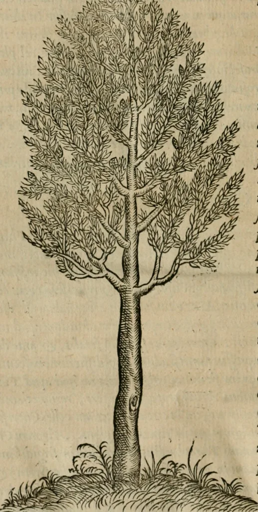 An illustration from P. Bellonii cenomani De arboribus coniferis, resiniferis, aliis quoque nonnullis sempiterna fronde virentibus, cum earundem iconibus ad viuum expressis : item de melle cedrino, cedria, agarico, resinis, & iis quae ex coniferis proficiscuntur, 1553, leaf 209