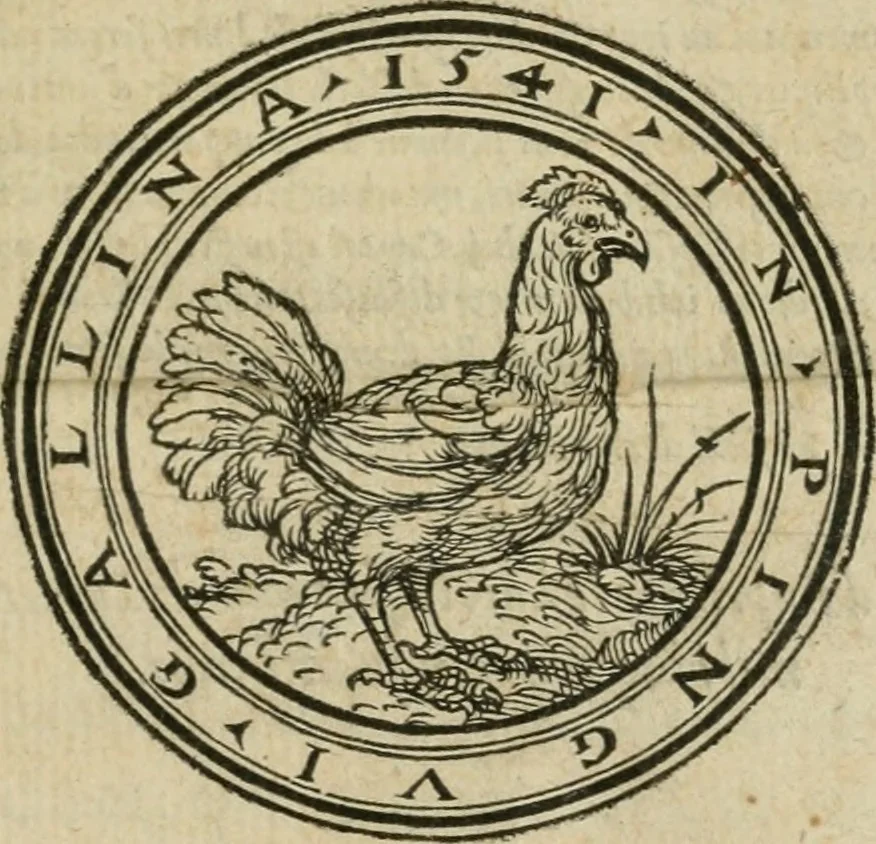 An illustration from P. Bellonii cenomani De arboribus coniferis, resiniferis, aliis quoque nonnullis sempiterna fronde virentibus, cum earundem iconibus ad viuum expressis : item de melle cedrino, cedria, agarico, resinis, & iis quae ex coniferis proficiscuntur, 1553, leaf 4