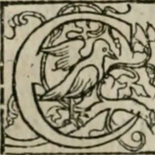 An illustration from P. Bellonii cenomani De arboribus coniferis, resiniferis, aliis quoque nonnullis sempiterna fronde virentibus, cum earundem iconibus ad viuum expressis : item de melle cedrino, cedria, agarico, resinis, & iis quae ex coniferis proficiscuntur, 1553, leaf 75