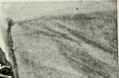 An illustration from Peasant art in Austria and Hungary, 1911, leaf 171