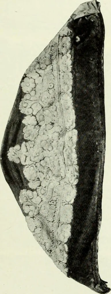 An illustration from Peasant art in Austria and Hungary, 1911, leaf 226
