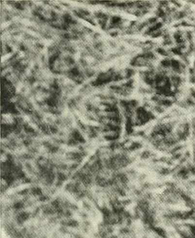 An illustration from Peasant art in Russia, 1912, leaf 150