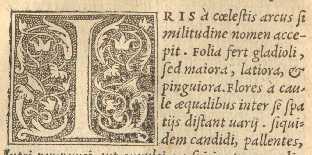 An illustration from Pedanii Dioscoridis Anazarbei De medica materia libri sex, Ioanne Ruellio Suessionensi interprete, nunc primum ab ipso Ruellio recogniti, & suo nitori restituti, 1537, leaf 52