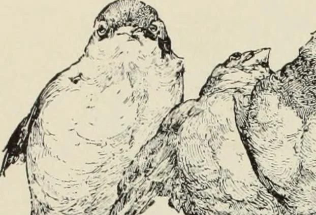An illustration from Pen drawing and pen draughtsmen : their work and their methods : a study of the art today with technical suggestions, 1920, leaf 461