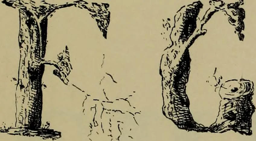 An illustration from The penman's hand-book : for penmen and students, embracing a history of writing ... many complete alphabets ... ; Also, Chapters on teaching penmanship, business letter writing, off-hand flourishing ... etc., 1883, leaf 64