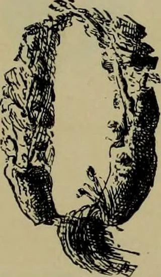 An illustration from The penman's hand-book : for penmen and students, embracing a history of writing ... many complete alphabets ... ; Also, Chapters on teaching penmanship, business letter writing, off-hand flourishing ... etc., 1883, leaf 64