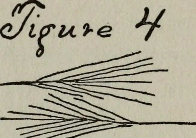 An illustration from Perin's science of palmistry; a complete and authentic treatise, 1902, leaf 108