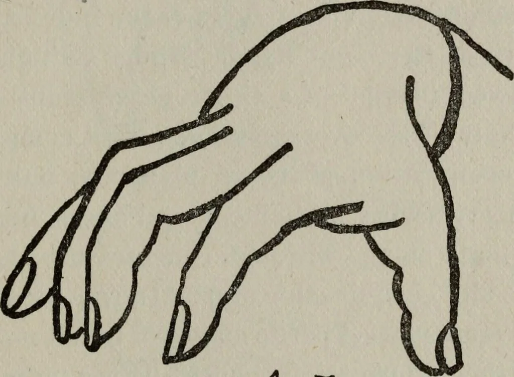 An illustration from Perin's science of palmistry; a complete and authentic treatise, 1902, leaf 196