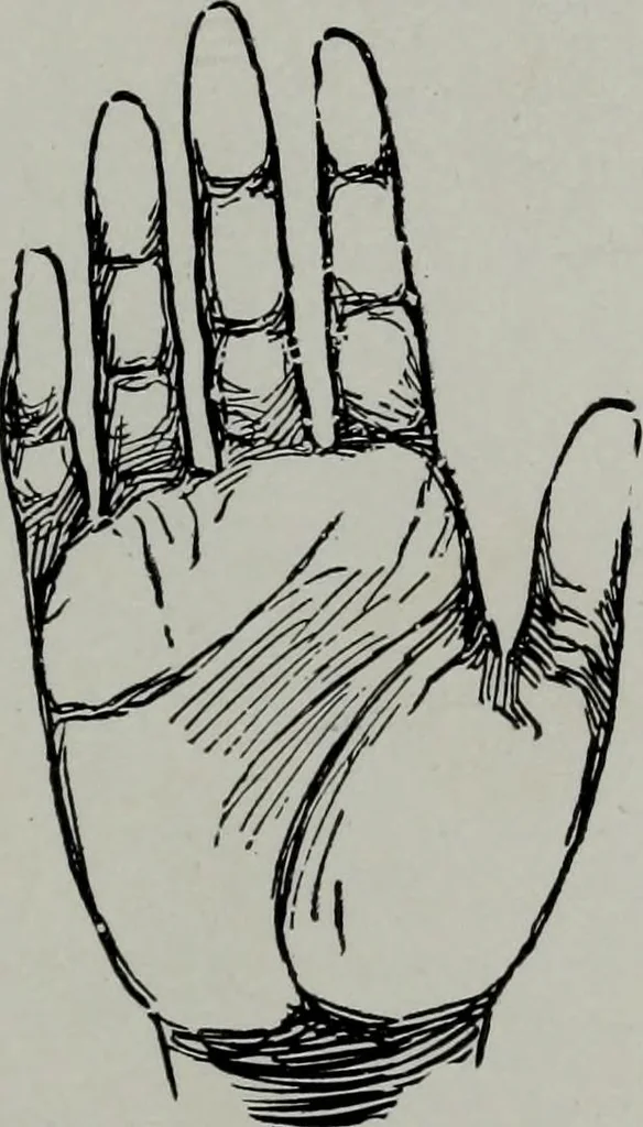 An illustration from Perin's science of palmistry; a complete and authentic treatise, 1902, leaf 244