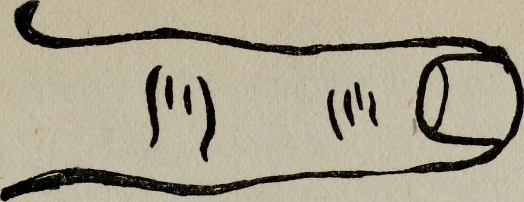 An illustration from Perin's science of palmistry; a complete and authentic treatise, 1902, leaf 64