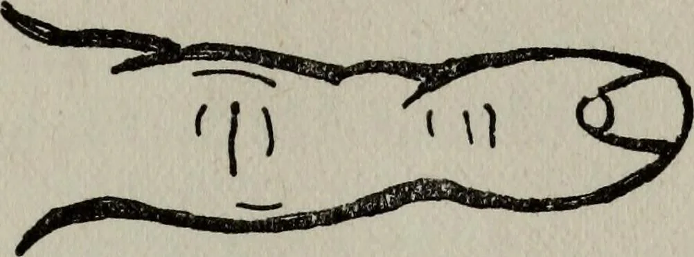 An illustration from Perin's science of palmistry; a complete and authentic treatise, 1902, leaf 64