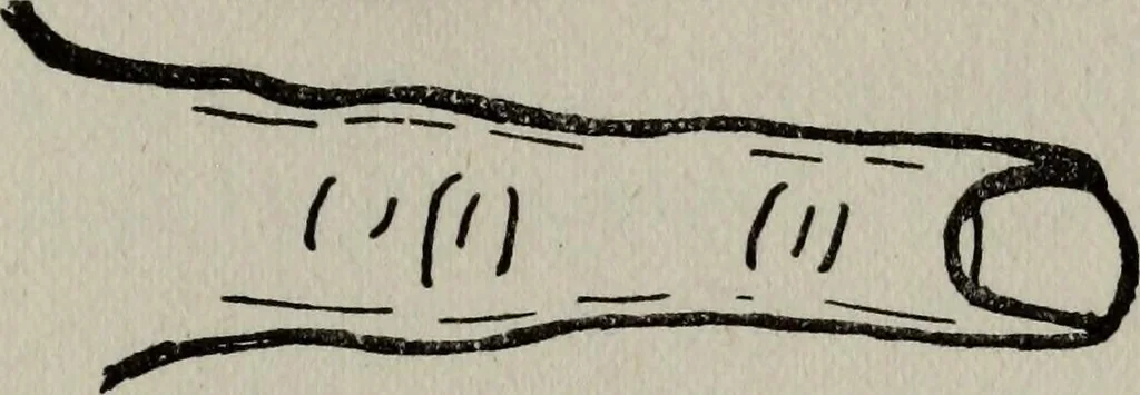 An illustration from Perin's science of palmistry; a complete and authentic treatise, 1902, leaf 64