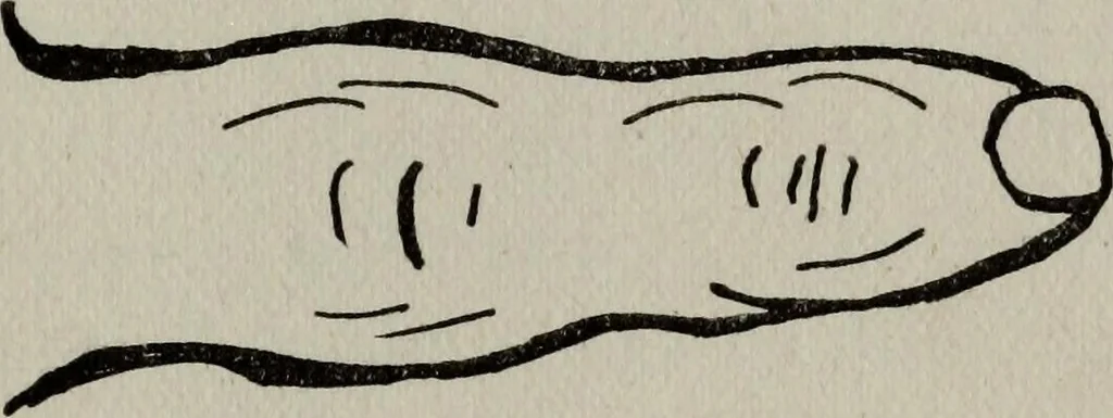 An illustration from Perin's science of palmistry; a complete and authentic treatise, 1902, leaf 64