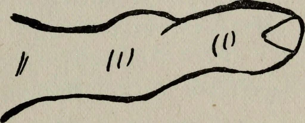 An illustration from Perin's science of palmistry; a complete and authentic treatise, 1902, leaf 64