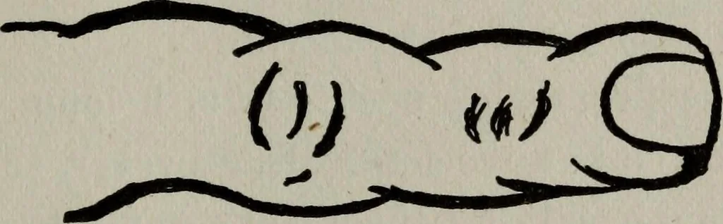 An illustration from Perin's science of palmistry; a complete and authentic treatise, 1902, leaf 68